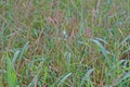 Wrinkle duck-beak, major grasses weed in rice field