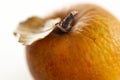 Wrinkled apple in autumn