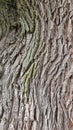 Wrinkled bark on a rough trunk of aged willow. The cracked hardened rough top layer of bark forms an abstract pattern in a