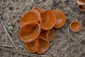 Wrinkled Crust Fungus - Phlebia radiata on dead tree