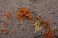 Wrinkled Crust Fungus - Phlebia radiata on dead tree