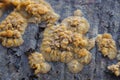 The Wrinkled Crust (Phlebia radiata) is an inedible mushroom