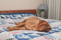Wrinkled Dogue De Bordeaux lying on the bed