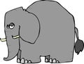 Wrinkled Elephant