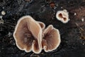 wrinkled hairy cups of an Ascomycete growing out of a black stroma,