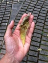 Wrinkled half-decomposed leaf