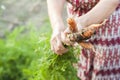 The wrinkled hands of an elderly person hold fresh carrots with earth and tops. Closeup carrot harvest in the hands of an elderly