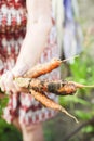 The wrinkled hands of an elderly person hold fresh carrots with earth and tops. Closeup carrot harvest in the hands of an elderly