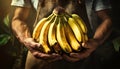 Wrinkled Hands of a Farmer Holding a Bunch of Ripe Bananas - Generative Ai