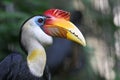 Wrinkled hornbill