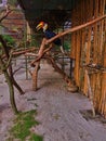 Wrinkled Hornbill (Aceros Corrugatus) at the zoo