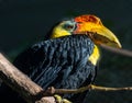 Wrinkled Hornbill, Sunda Wrinkled Hornbill or Aceros Corrugatus in a tree sitting on a branch Royalty Free Stock Photo