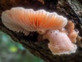 Wrinkled Peach fungus growing from a dead tree Rhodotus palmatus