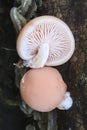 Wrinkled peach, Rhodotus palmatus mushroom