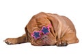 Wrinkled puppy with starglasses is sleeping