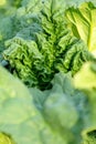 Wrinkled rhubarb leaves Royalty Free Stock Photo