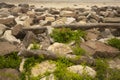 Wrinkled rose flowers and driftwood on a Niantic, Connecticut beach Royalty Free Stock Photo