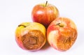 Rotten apple isolated on a white background. Royalty Free Stock Photo