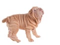 Wrinkled sharpei puppy playing Royalty Free Stock Photo