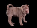 Wrinkled sharpei puppy standing Royalty Free Stock Photo