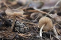 The Wrinkled Shield (Pluteus phlebophorus) is an inedible mushroom