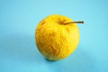 Wrinkled yellow apple on a blue background Royalty Free Stock Photo