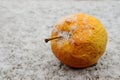 Wrinkled yellow apple covered with snow