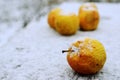 Wrinkled yellow apples in the snow