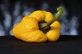 Wrinkled yellow bell pepper