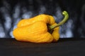 Wrinkled Yellow Bell Pepper