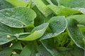 Wrinkles and Crinkles Green Hosta Leaves Royalty Free Stock Photo