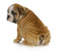 Wrinkly puppy Royalty Free Stock Photo