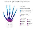 Bones of the right hand, dorsal (posterior) view.