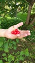 Wrist and open hand of man in garden holding red cherries