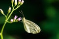 Write butterfly on grass flower