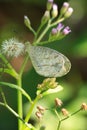 Write butterfly on grass flower