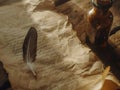 Write a manuscript. Writing with ink. Antique feather Royalty Free Stock Photo