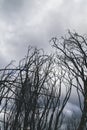 Writhed burned trees after a forest fire Royalty Free Stock Photo