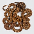 Coiled Mass of Young Timber Rattlesnakes on White Royalty Free Stock Photo