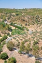 The writhing road winding among olive orchards on the hills. Baixo Alentejo. Portugal