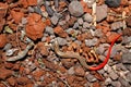 Writhing skink, Lygosoma punctata, Pune, Maharashtra