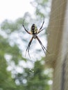 Writing spider Royalty Free Stock Photo