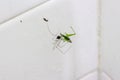 Writing Spider stunning a giant grasshopper after spinning its Royalty Free Stock Photo