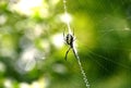 Writing Spider on the web Royalty Free Stock Photo