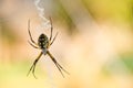 Writing spider in web Royalty Free Stock Photo