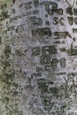 Writing tree bark texture