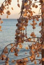 Written names of visitors on sea shells Sunset in Arenals, Coast in Formentera in Balearic Islands in Spain Royalty Free Stock Photo