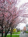 Beautiful tree with tiny pink flowers just like in Japan over long pavement to bus stop at rainy