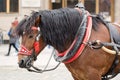 Wroclaw, Poland, carriage horse on the street shaking its head closeup detail, slow motion. Transport animals and tourism