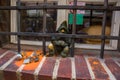 WROCLAW, POLAND: Dwarf on in jail behind bars. Disabled dwarfs statues at Wroclaw Market square near Old Town hall